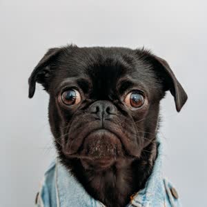 Mops mit Jeansjacke