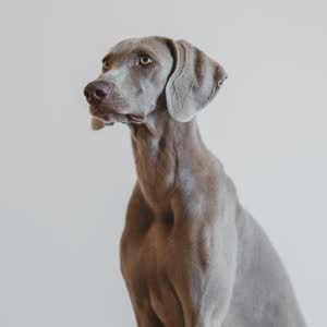 Weimaraner im Profil